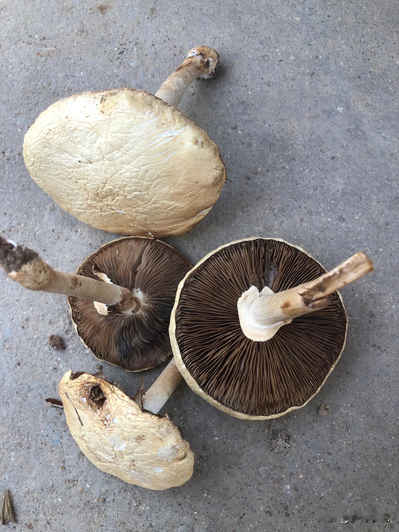 小时候爷爷做的野蘑菇吃过一次，超级好吃，现在再也吃不到了，那个味道到现在都没忘记