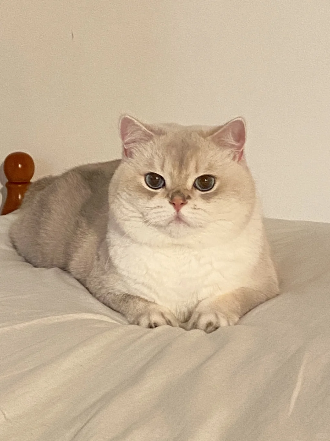 好标准的猫猫头呀