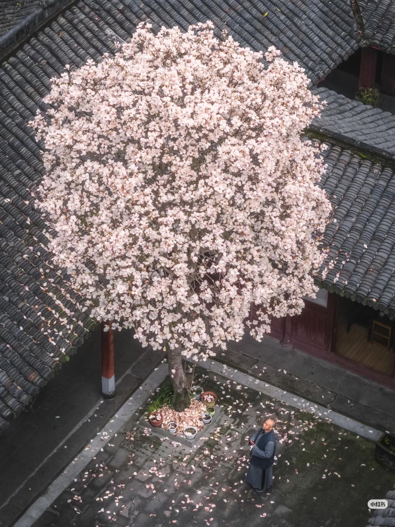 成都这颗玉兰，惊艳了成都三月的春天

三月的成都总是阴雨连绵，而玉兰在阴雨天中如
