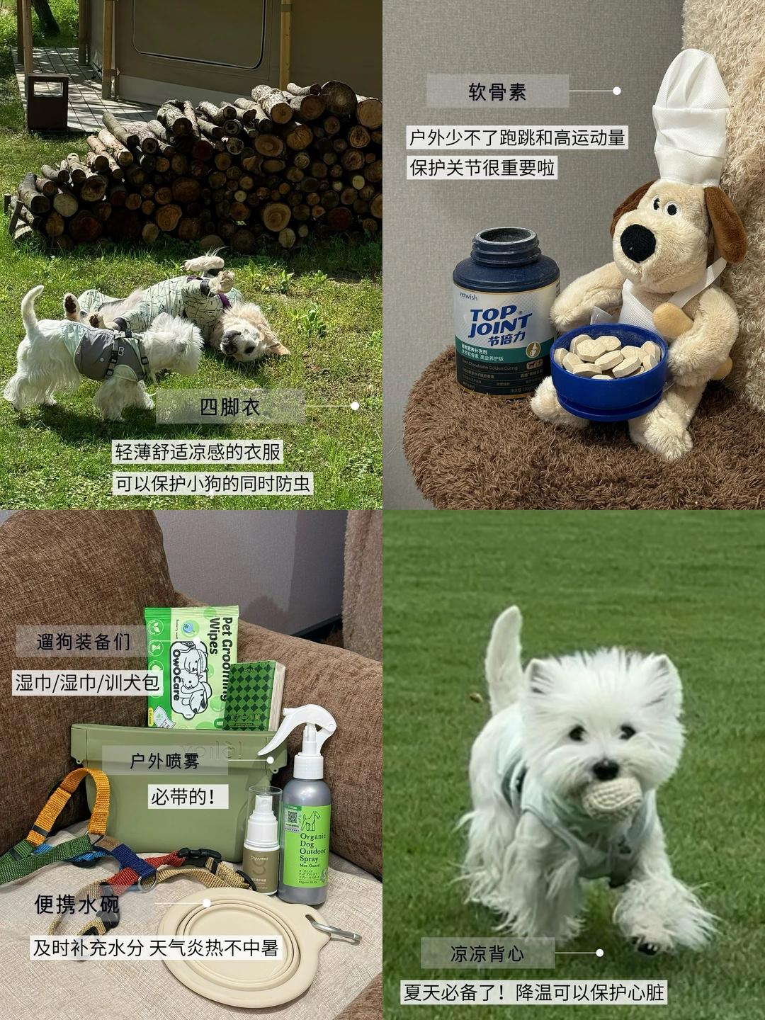 养狗5年｜春夏户外出行的必带好物🐕