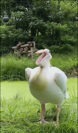 鹈鹕把自己的大嘴巴翻一翻 ​​​