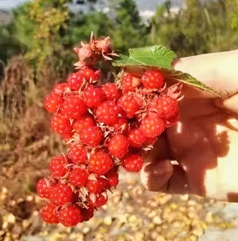 晒图笔记大赛等待一场姹紫嫣红的花事，是幸福；在阳光下和喜欢的人一起筑梦，是幸福；