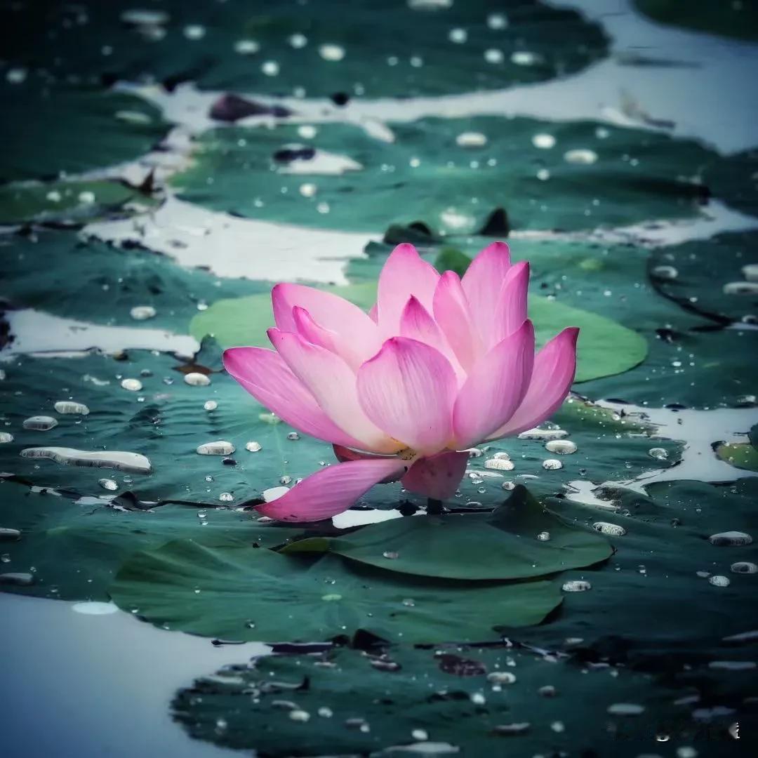 那是一种无法言喻的美，仿佛是大自然在轻声诉说着它的秘密。雨滴纷纷扬扬地洒落，敲打