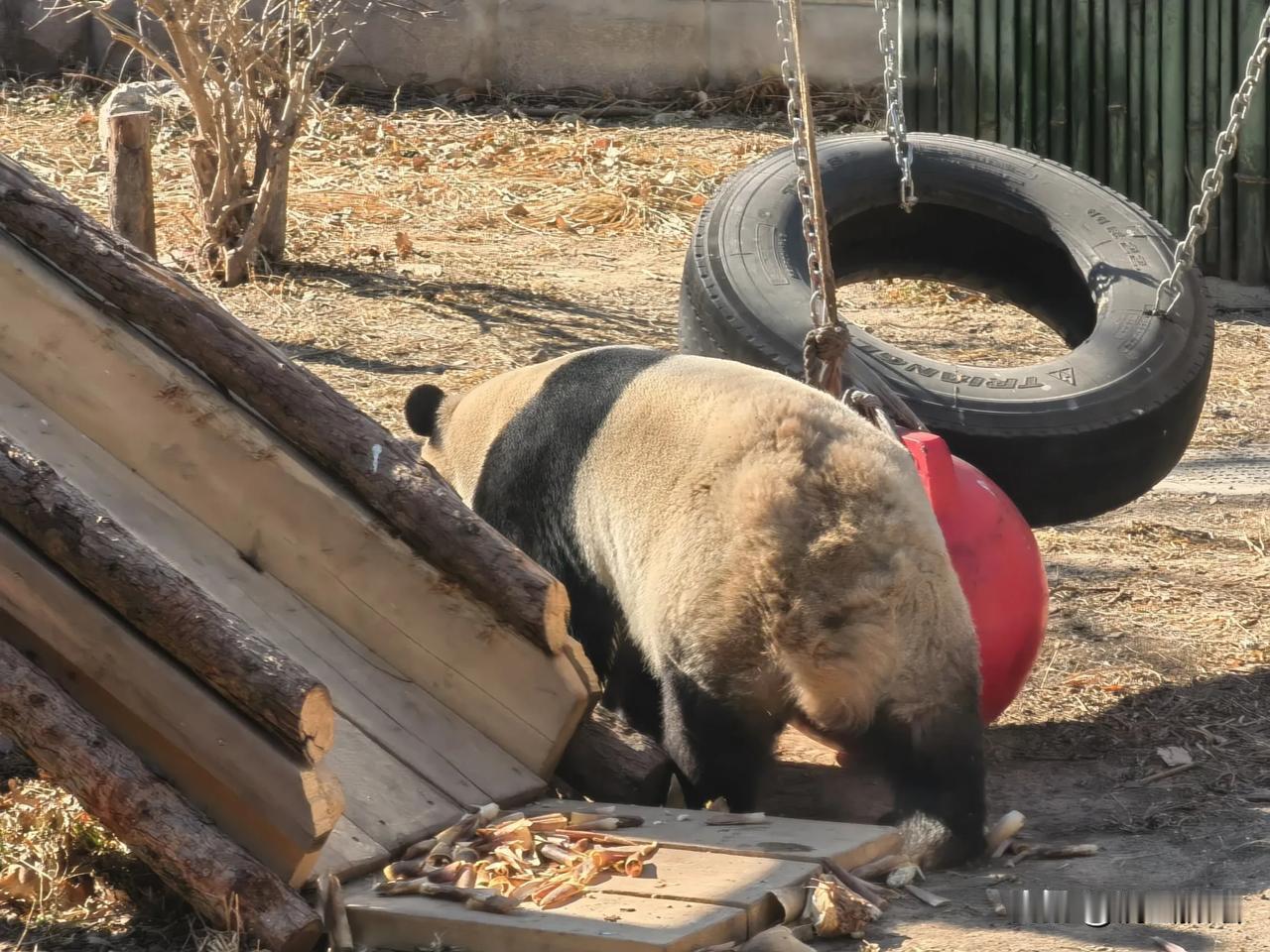 北京动物园每天都有许多直播大熊猫的播客，你猜他们一天直播下来能收入多少钱？一个月