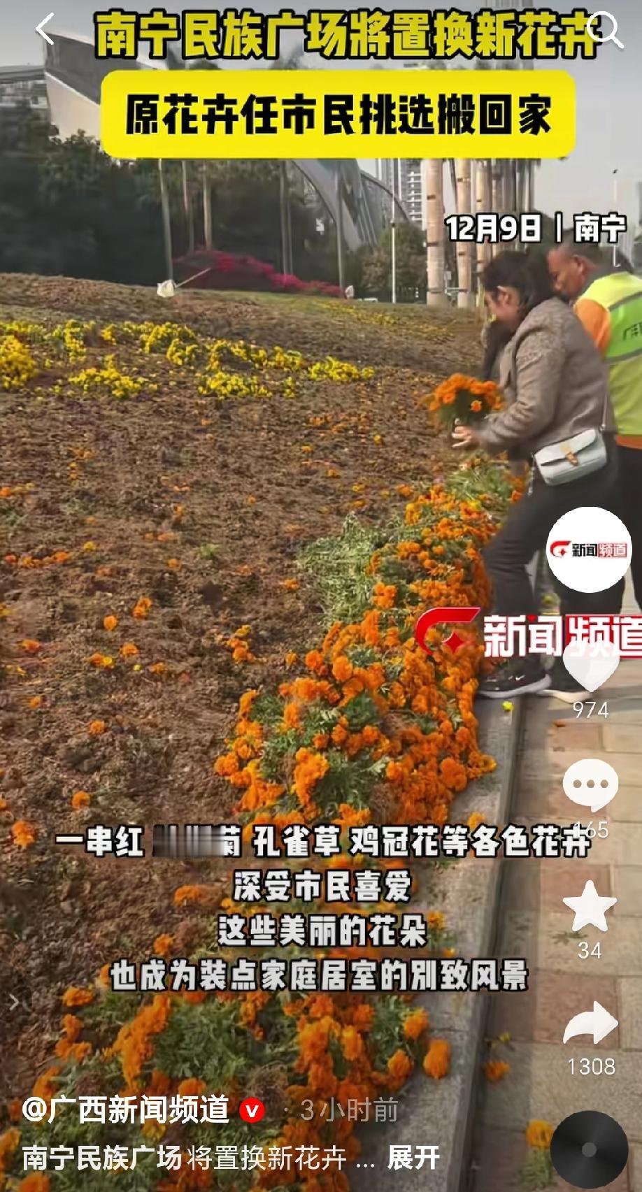 元旦将至，南宁民族广场将迎来新的花卉小品布置。被替换下来的原花卉，由园艺工人细心