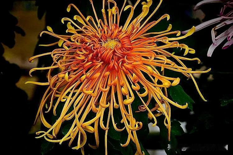 #上联:月映荷塘花万朵，诚邀下联#
月映荷塘花万朵，
风吹菊苑蕊千枝。