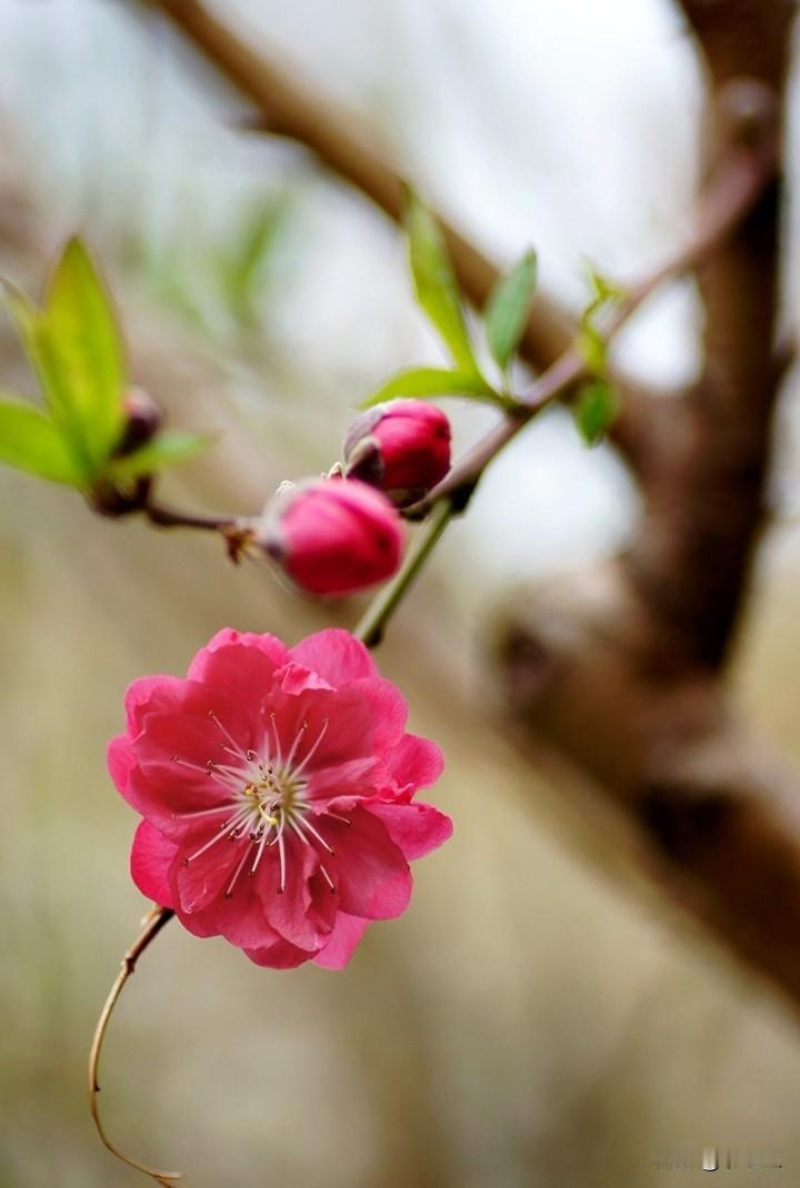昨晚到家，我就累的不行了，一直睡，睡到现在。

我是一个很少服输的人。但这次，我