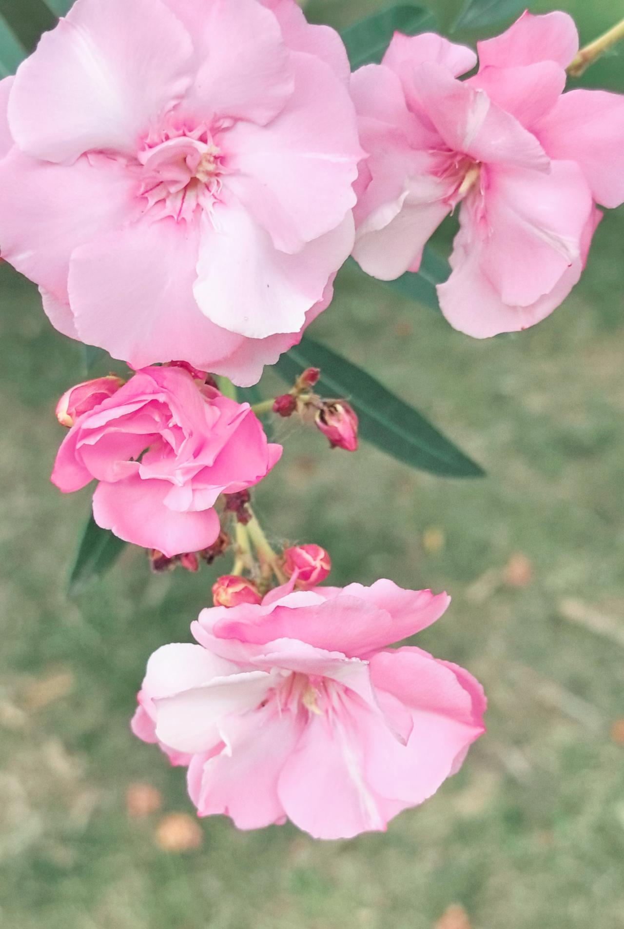 这么艳惊叫“夹竹桃”，
美得让人想捧到手里，
却自藏“危险花环”（茎叶有毒）原来