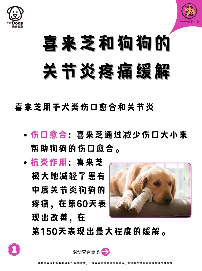 喜来芝和狗狗的关节炎疼痛缓解
