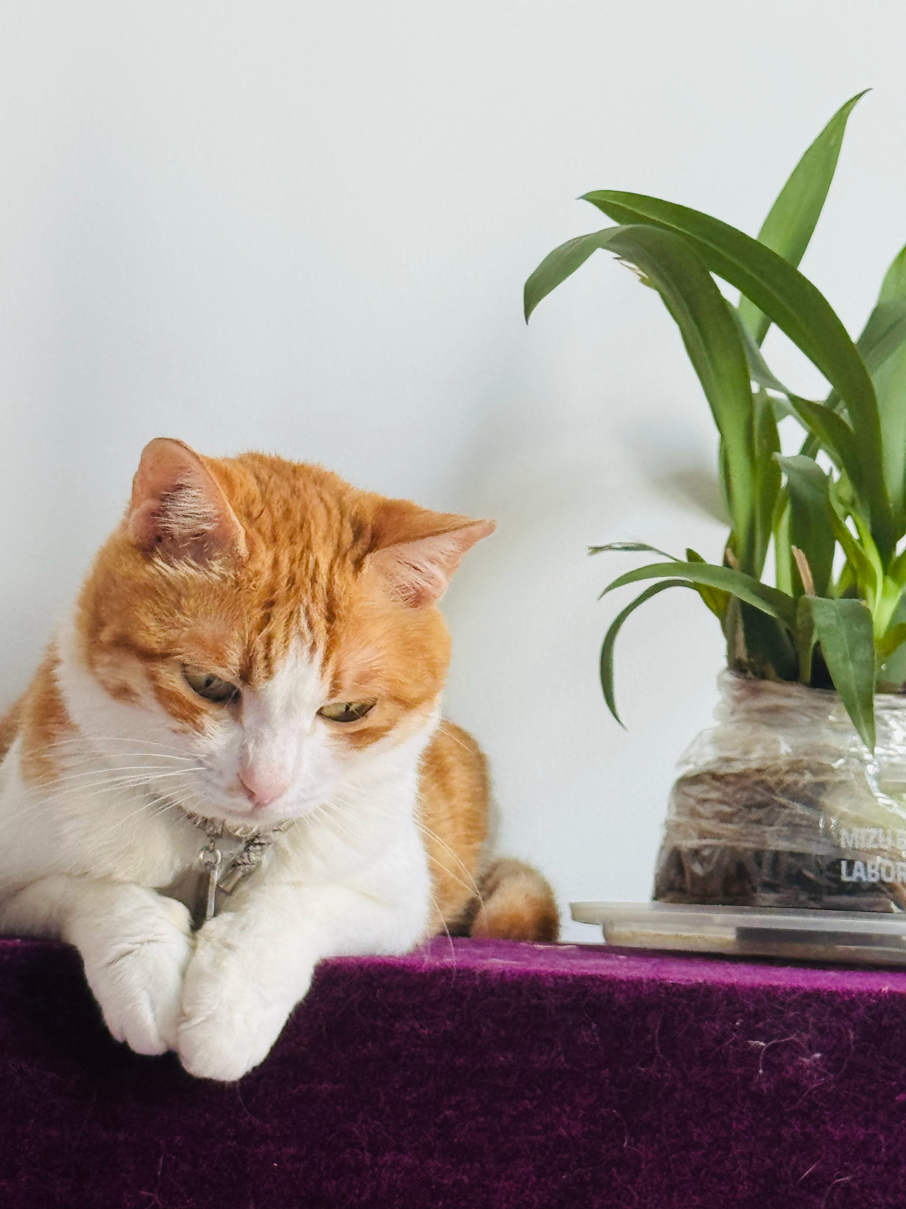 真美貌。 还在钢琴顶上休息的猫，一看我蹲厕所，就跑来守护我了，可能怕我掉马桶里。