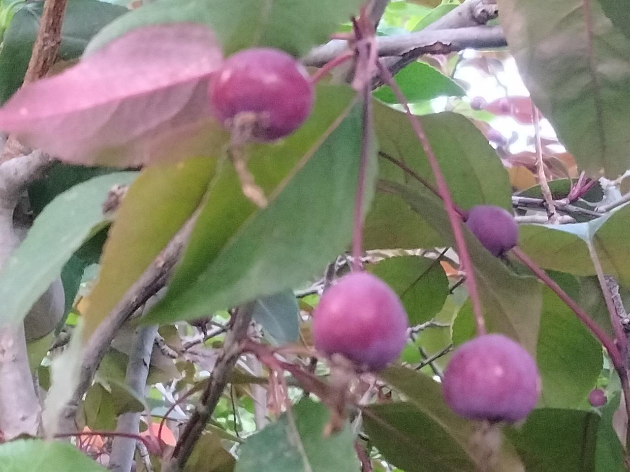 海棠花果，紫叶李。