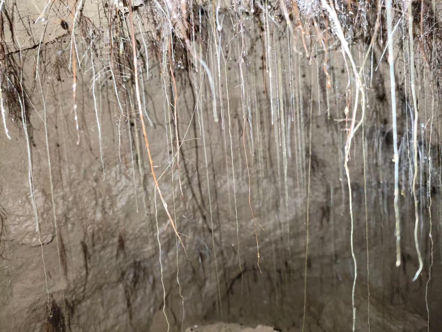 1500年来第一缕阳光进入墓室，墓顶如白发般垂下的根系。 ​​​
