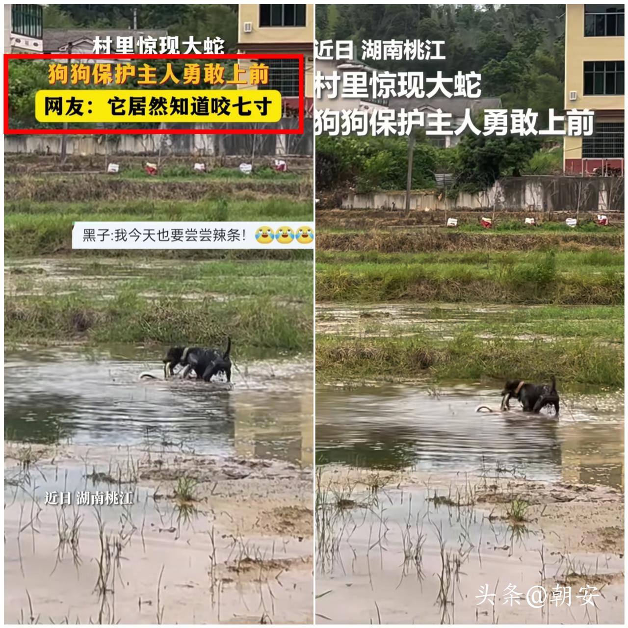 谁看谁破防！

真正的忠诚从不会挂在嘴边，只会默默拿命守护你！

湖南桃江一位大
