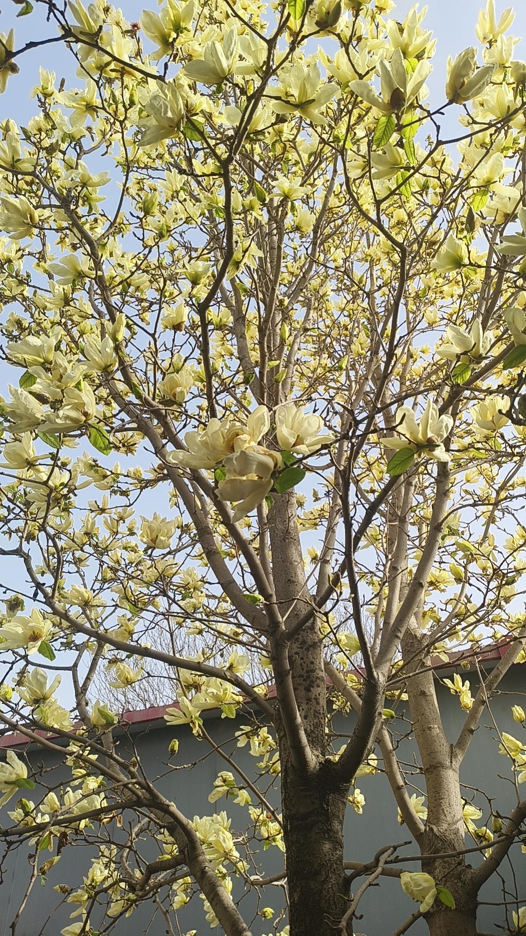 这是一个不开心的节日，玉兰花瓣也洒落一地的悲伤，心情说不上什么滋味，总是觉得无精