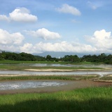 胖鼻子爱看体育