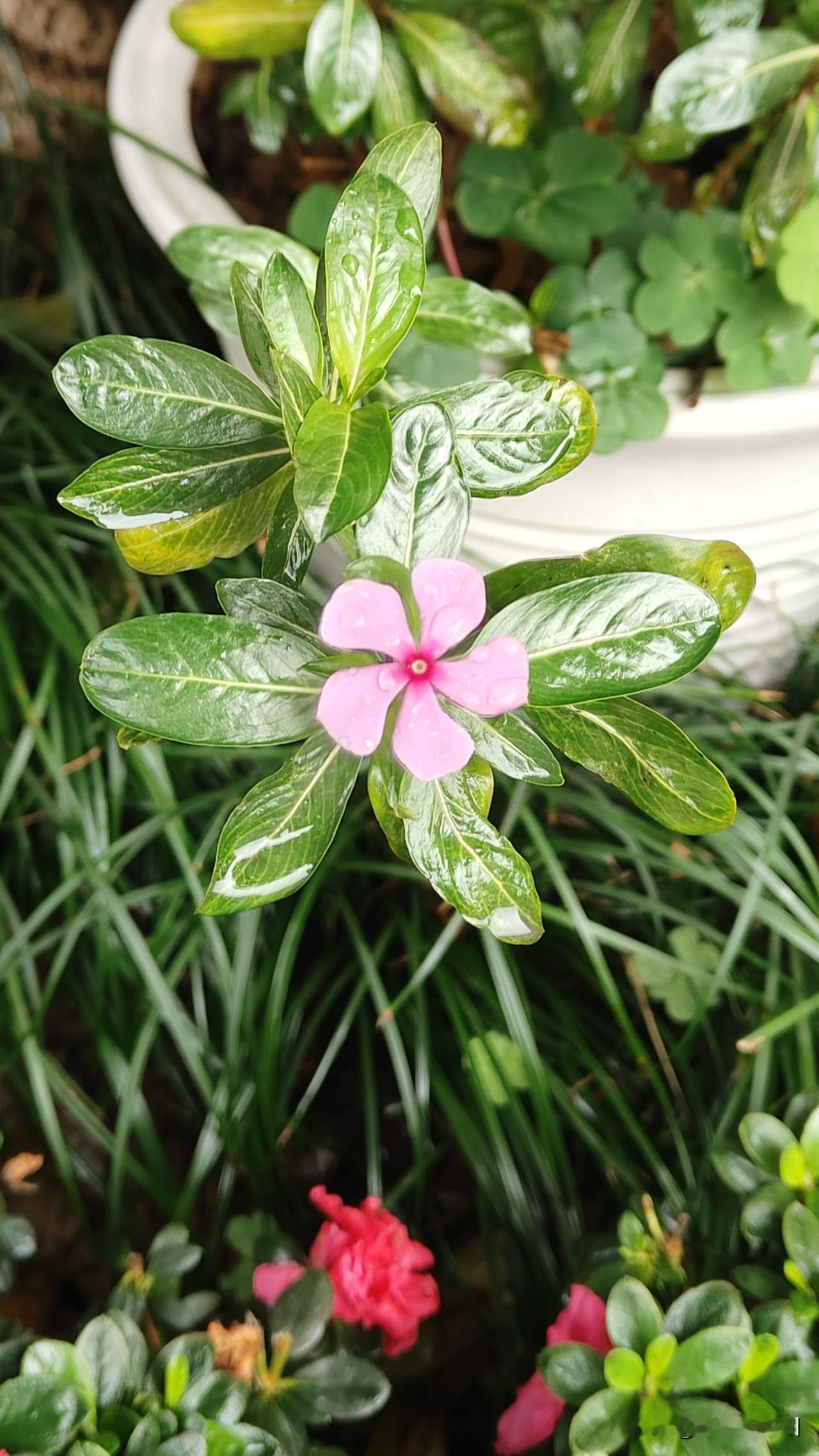 很多人好奇关于练习道家丹道的好处？
我当然不会说，不会老，不会生病，能跳出“平常