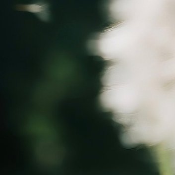 0005种植蒲公英：1.选容器：选择底部有排水孔的花盆或种植箱。2.准备土壤：选