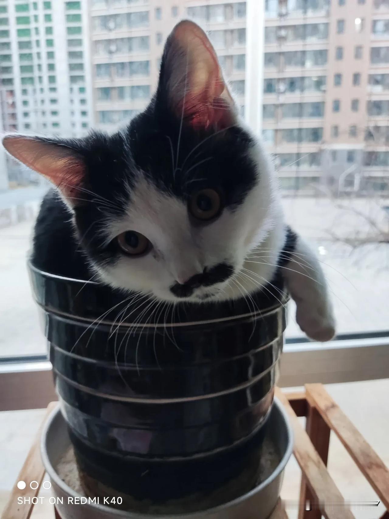 这只神经猫天天闹腾的很，花盆里的花本来长的挺好，它把这里当成了别墅，躺在里面悠哉