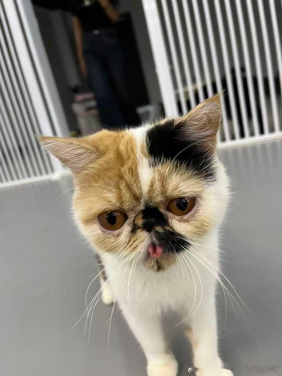 49628【丑猫】全猫咖倒数第一好看的猫 
