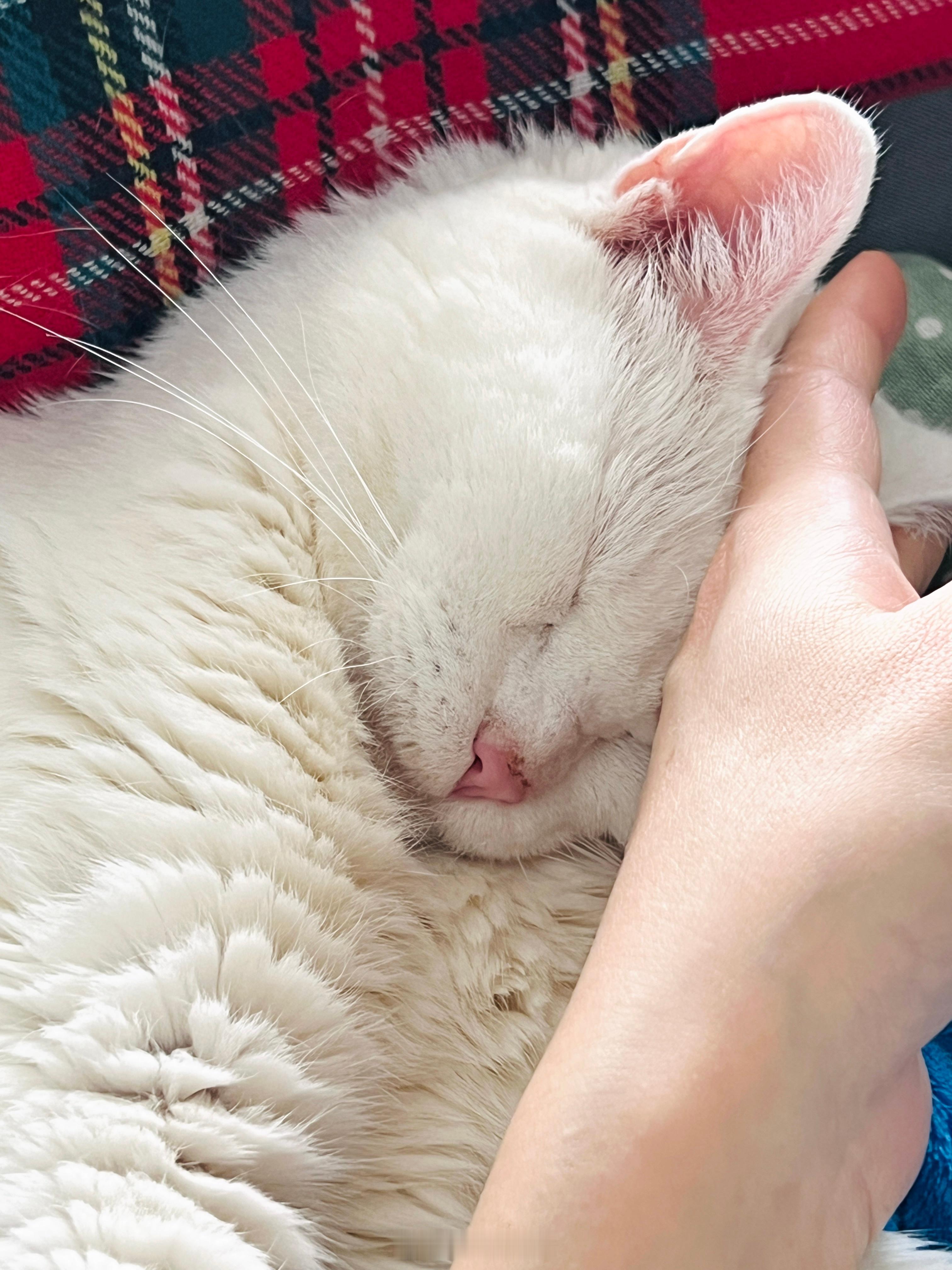 每天老寶都是最早起床的☺️ 