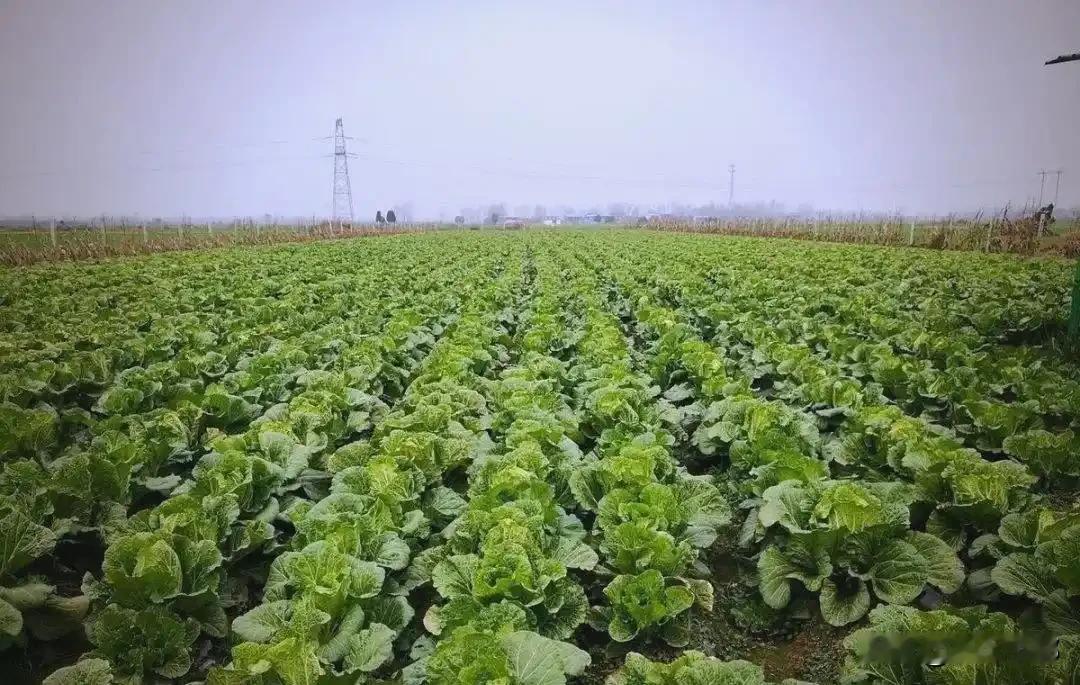 大白菜种早了，全白干！2026年最佳播种时间表出炉，现在知道还不晚
 
说起种大