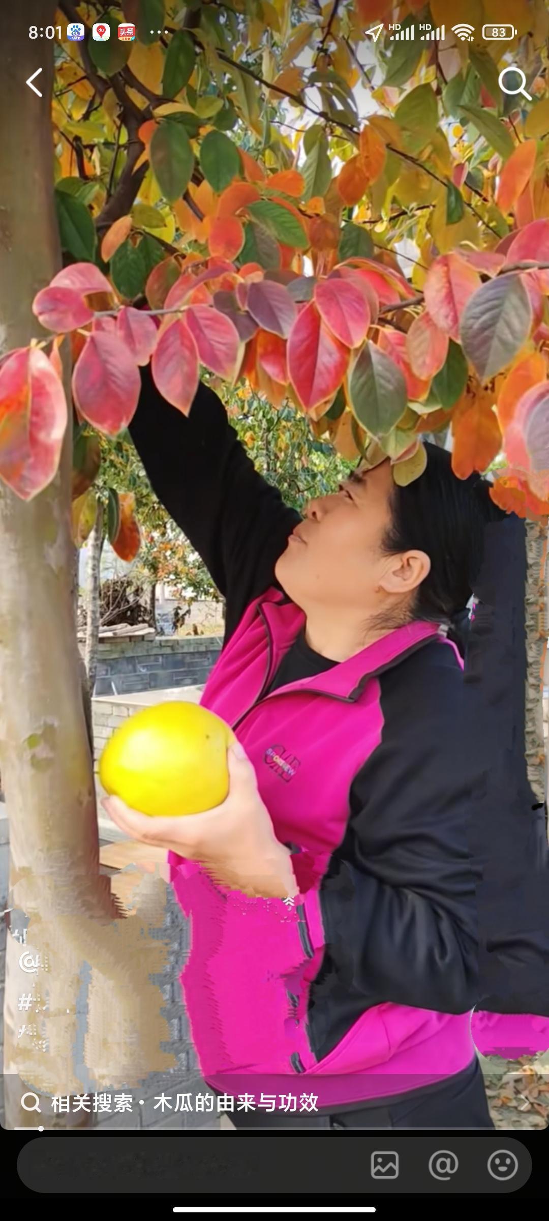 风景如画，木瓜飘香。
  在河南豫东一乡镇壮元文化公园里，木瓜飘香，风景如画。