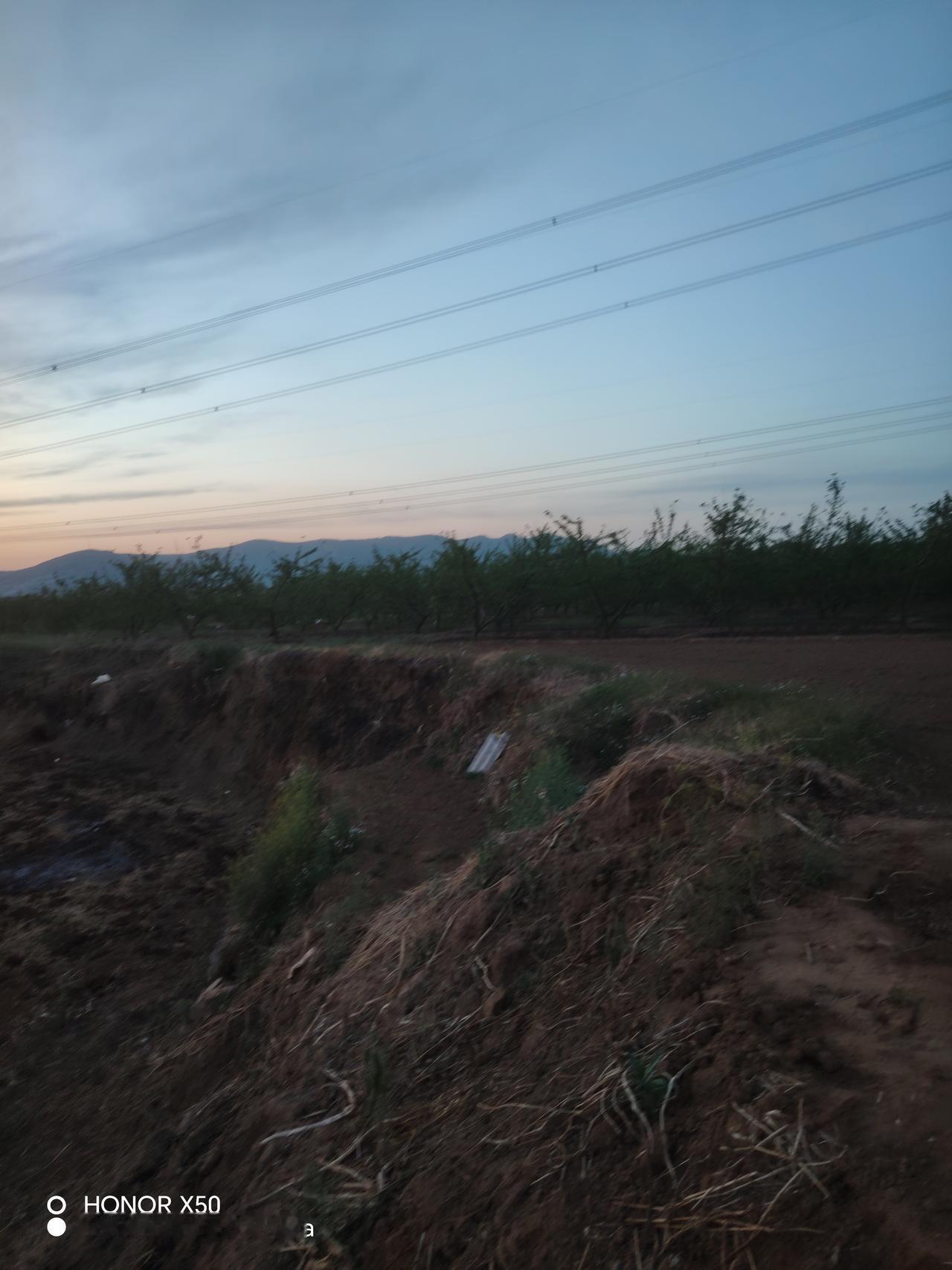 晒图笔记大赛春日的黄昏，映在这碧绿的桃树叶上，显得格外的美！