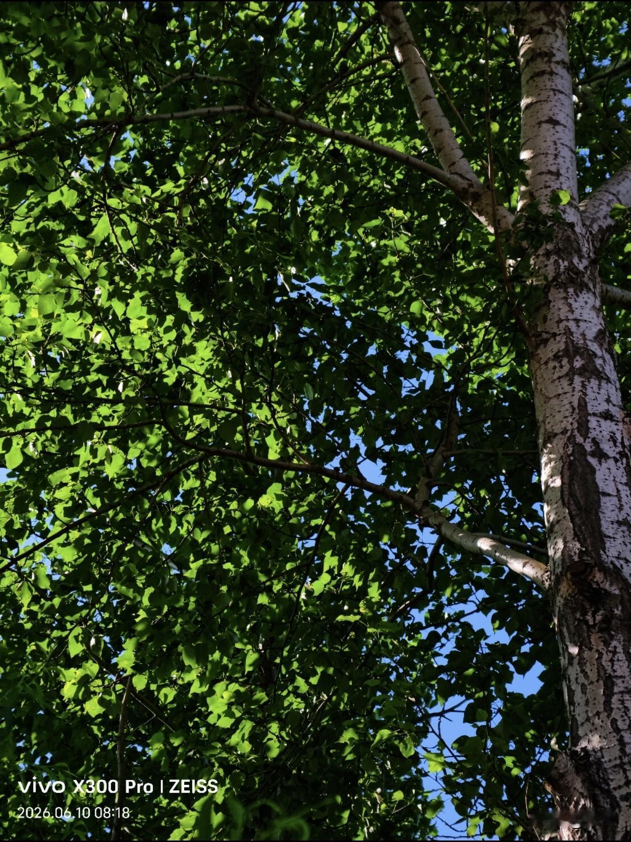 随手拍夏日景色。
