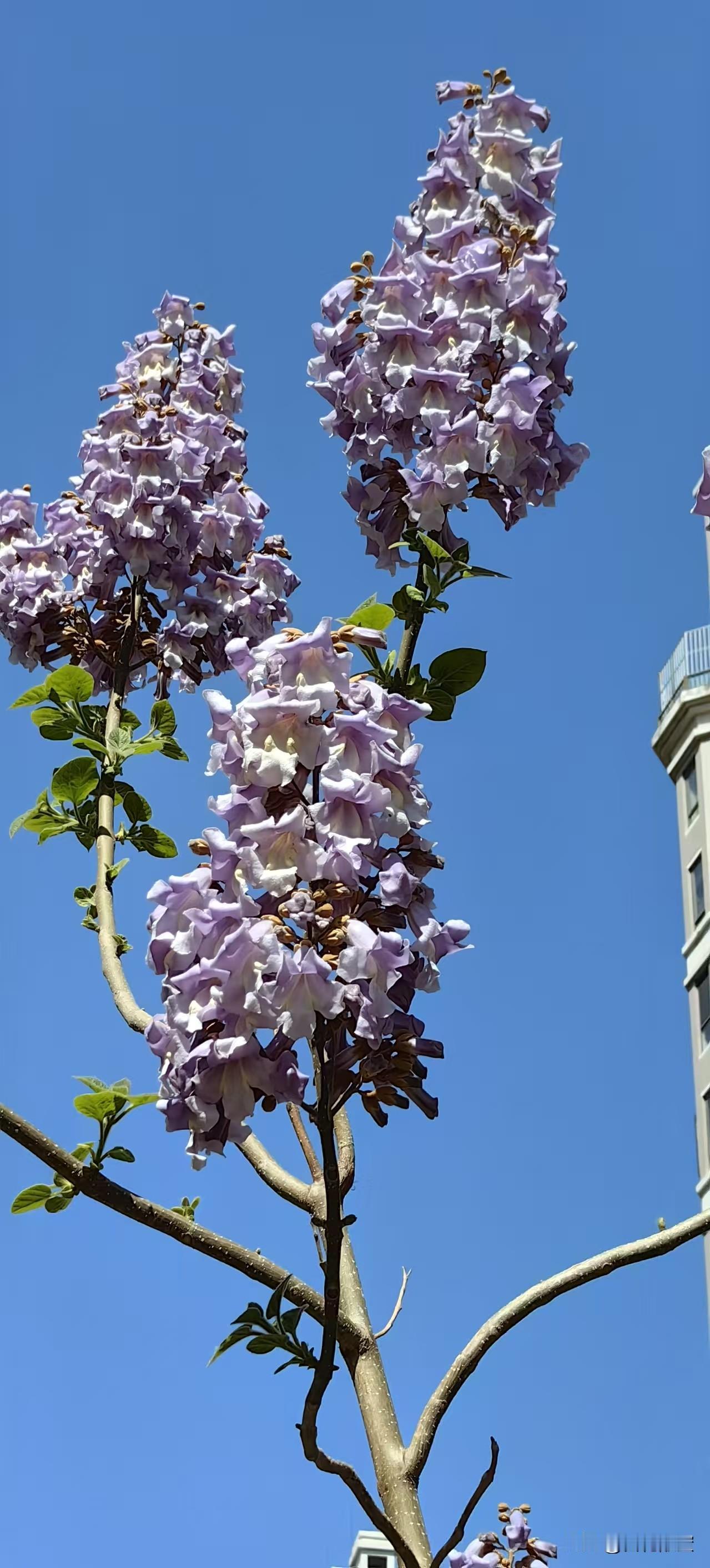 桐始华

春日生活打卡季 

万物生长此时，皆清洁而明净。天地之间——空气澄澈，
