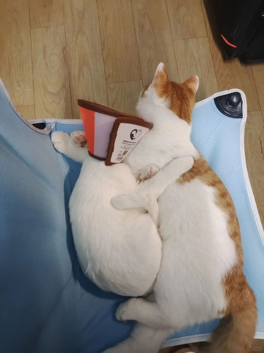 Hstar猫咪故事——命大和大嘴