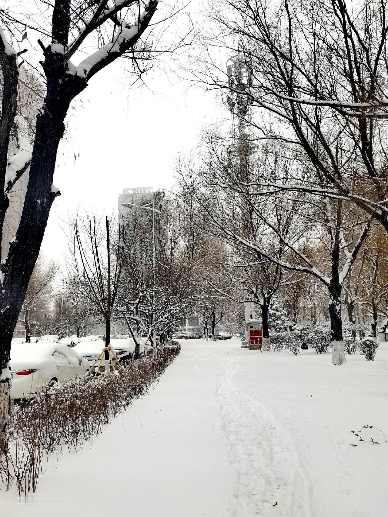 迟来的雪还是如约而至•银装素裹 🌨