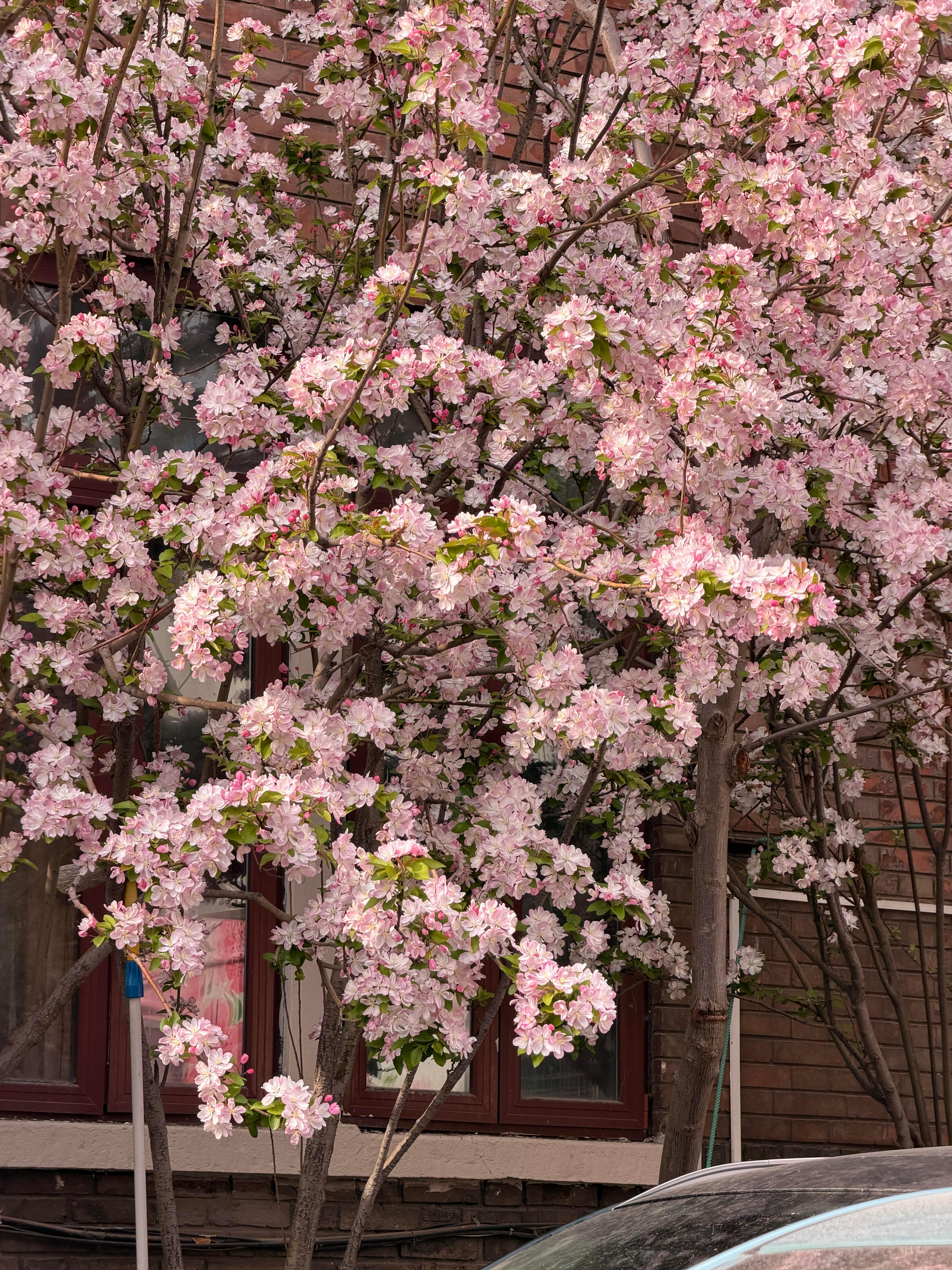 在天津打卡踏青出行的新方式天津踏青新路线直接出圈！沉浸式邂逅花海春光。赏花拍照、
