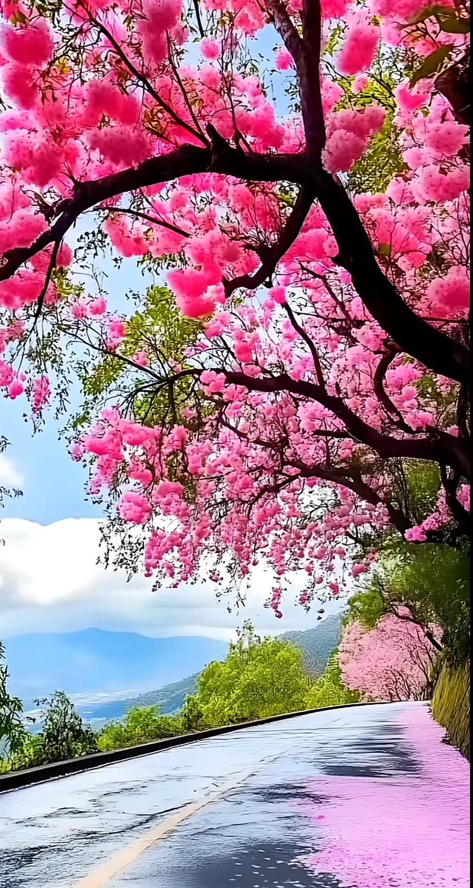 春风传信，花开有期，所有的美好都会如期而至，莫辜负最美时光