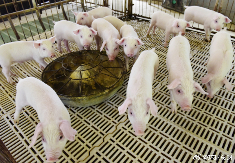 #猪肉价格跌出新低##肉类消费结构变了#【#生猪产能调控见效，猪市供需逐渐改善#