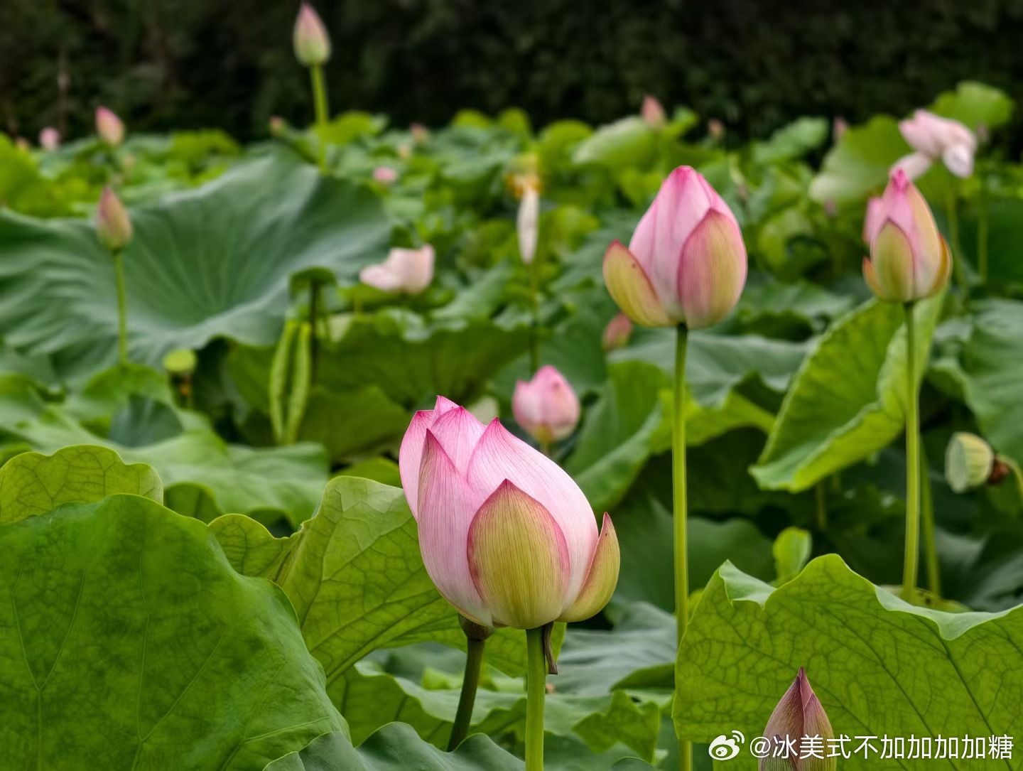 荷花