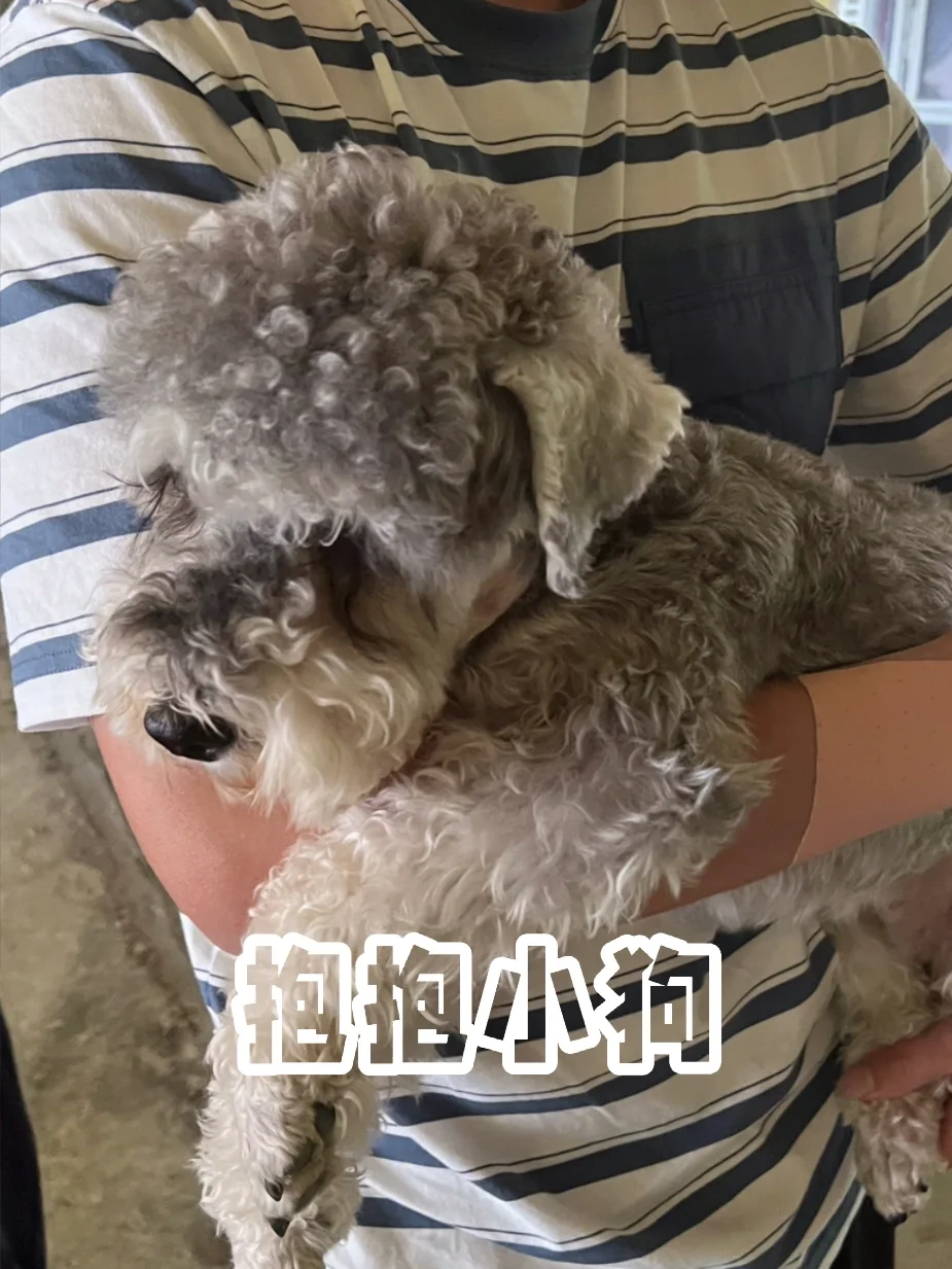 有些小狗抱着抱着就睡着了