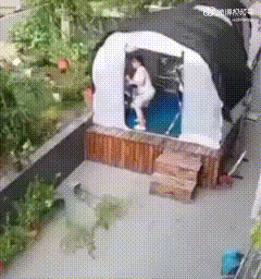 这是什么情况
怎么突然间就摔下来了
