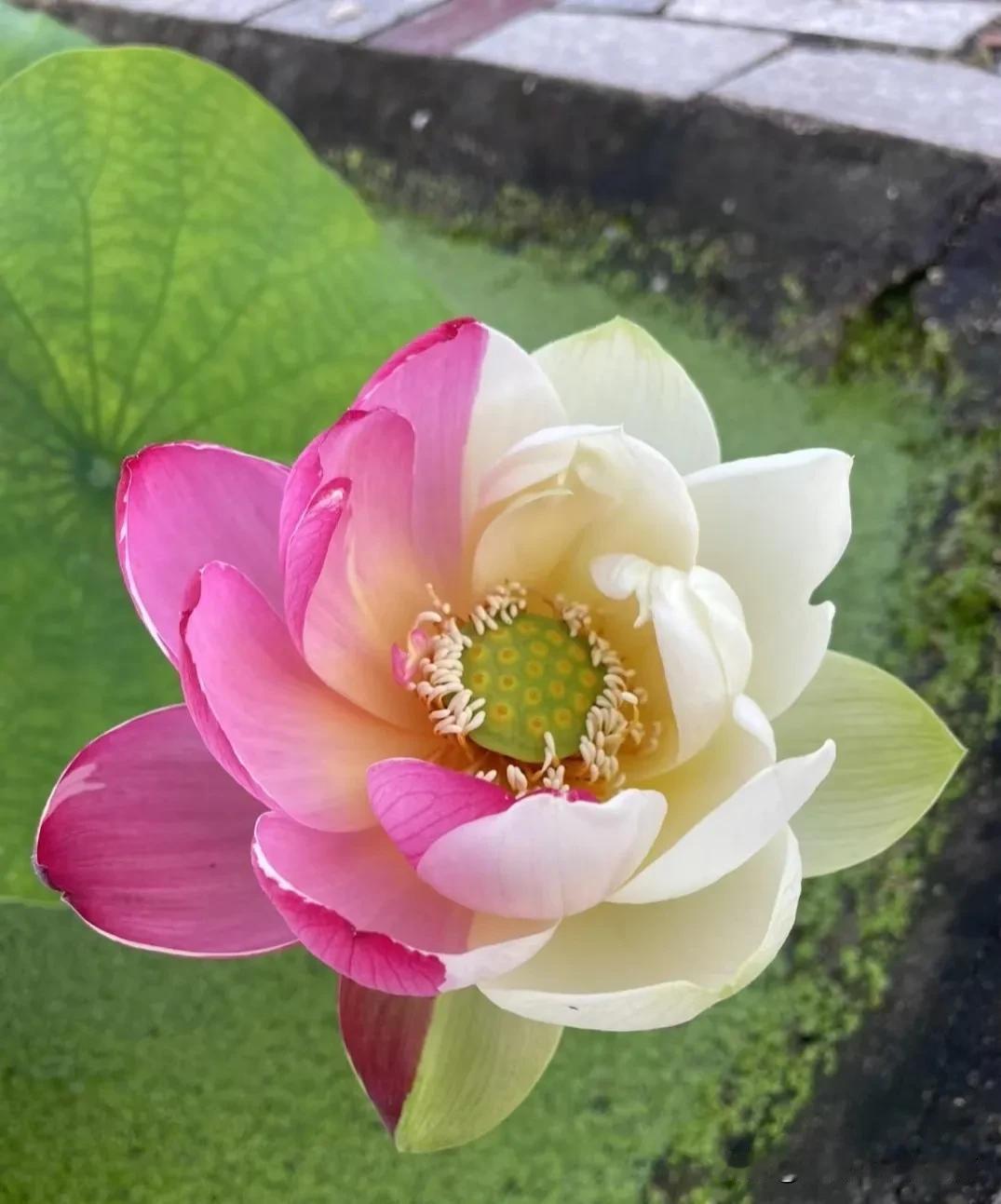 网上买了一卷保鲜袋，规格说有700个，结果给我寄来一卷松松垮垮的，一看就知道数量