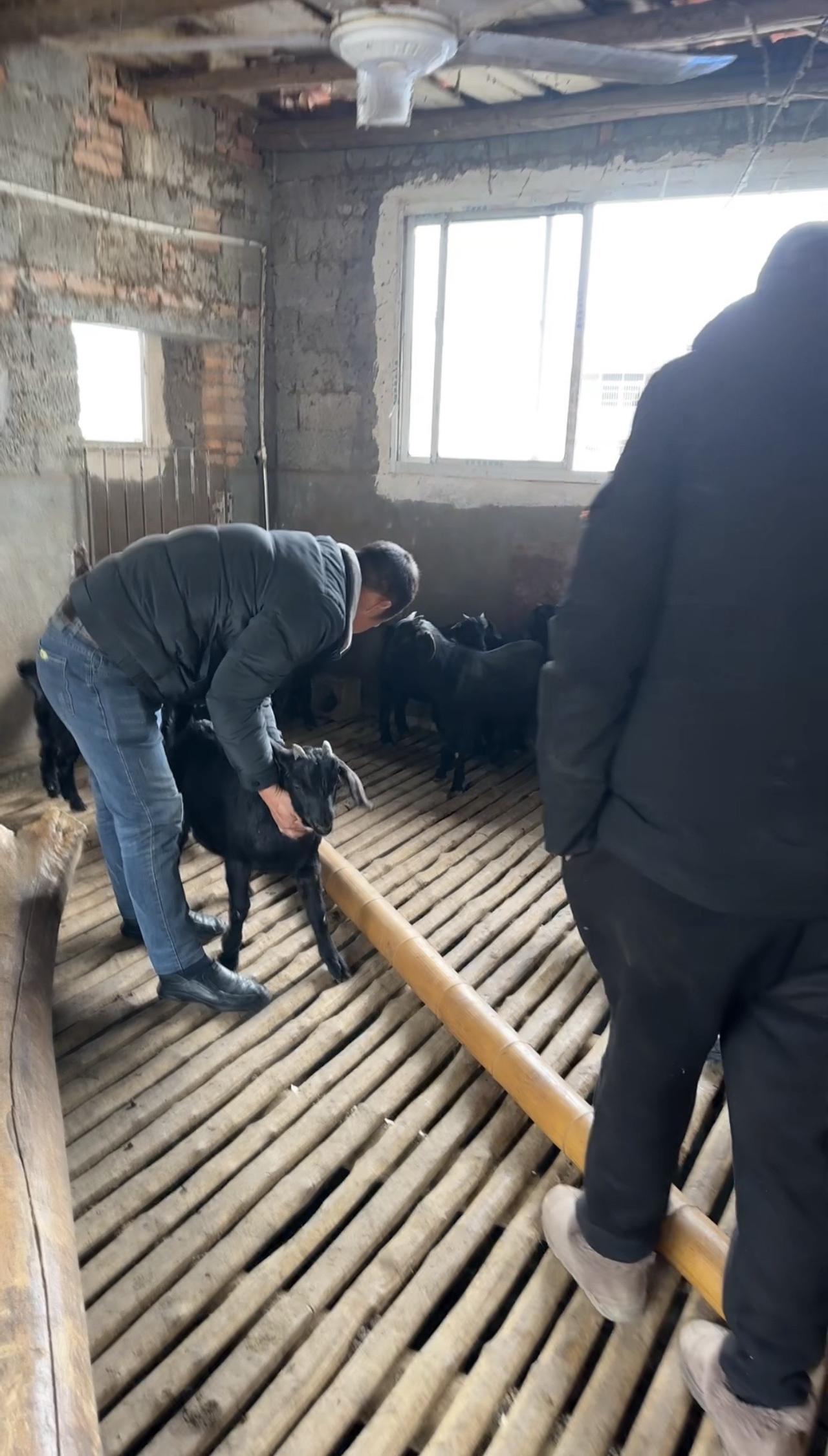 在农村创业，选来选去，很多老乡最后都认准了养羊。伟艳羊场养羊这么多年，真心觉得，