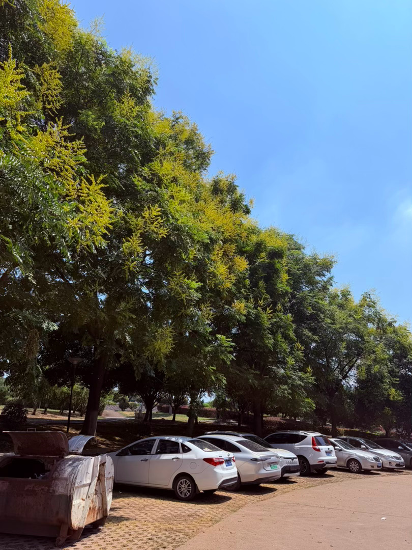 生活手记记录真实生活摄影摄影摄影 栾树落金，夏日温柔的馈赠初秋的晴空澄澈如洗，大