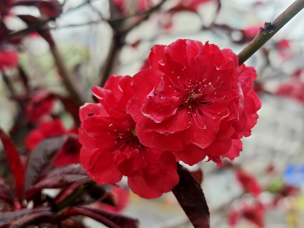 从海南​到北京，适应的不仅是温度，还有视野里的植物。

昨天，在一条小巷，遇见一