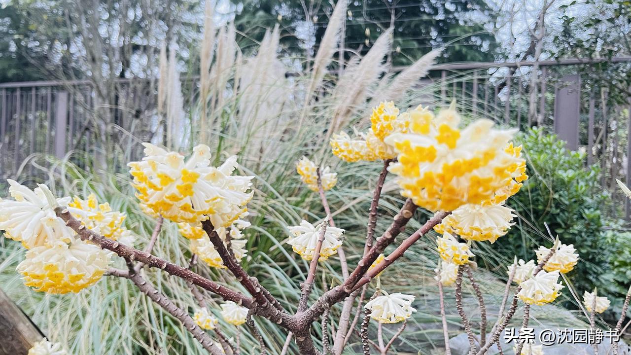 整个冬天，结香花的骨朵紧紧闭合着，像攥紧的秘密，任凭寒风凛冽，霜雪覆顶。它们沉默