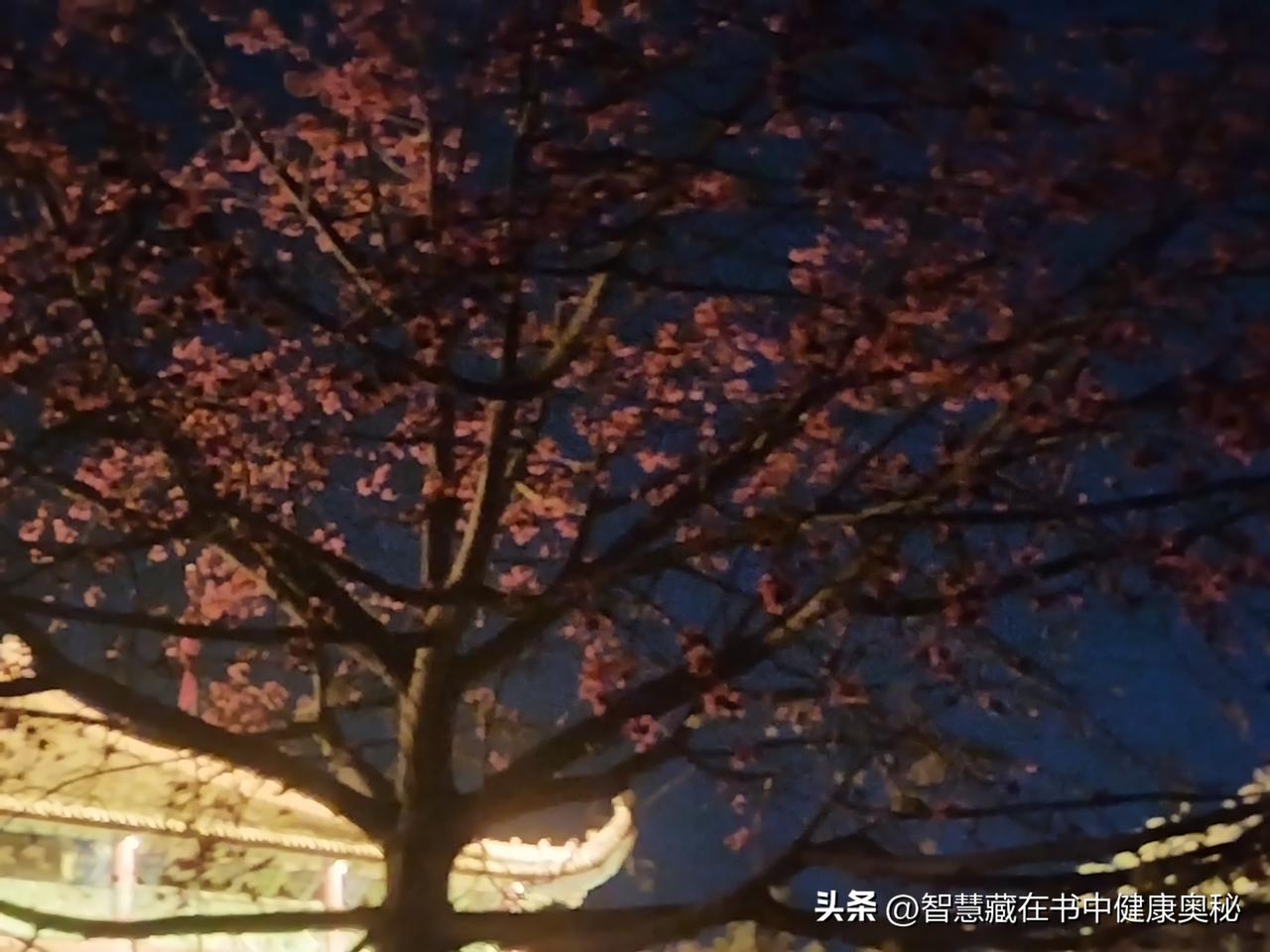 昨晚上散步小跑赏花，这样的木棉花夜景你见过吗？真的是美不胜收！这样的古建筑，你见