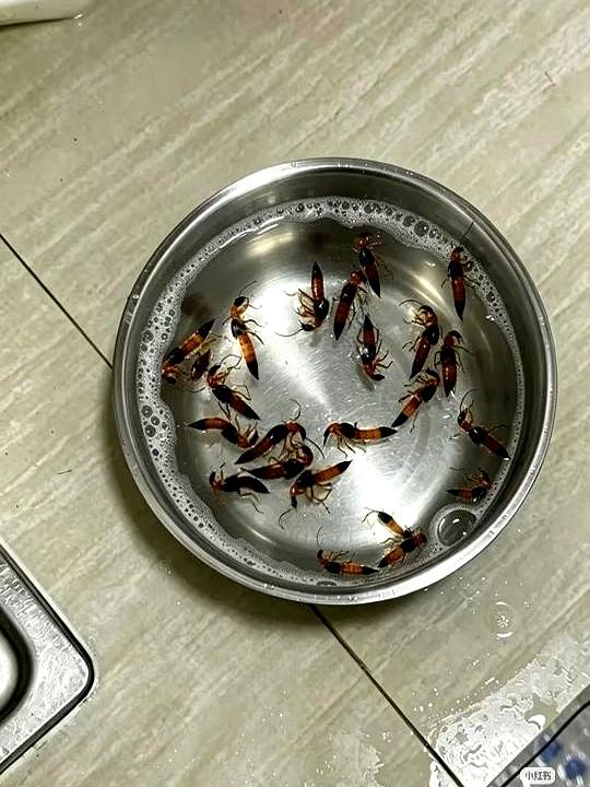 谁懂啊家人们？
大半夜被一只长得像黑红蚂蚁的“毁容怪”吓得从床上弹飞，连着好几天