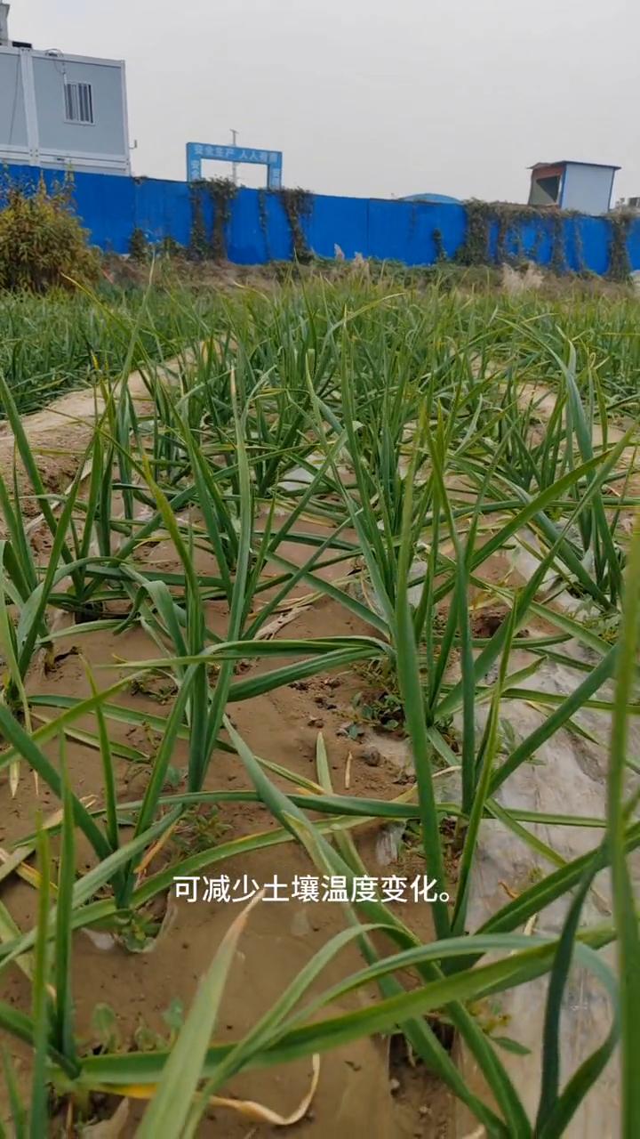 种植大蒜要浇越冬水，什么时间浇怎样浇？
亲爱的朋友们大家好！这期视频给大家分享种