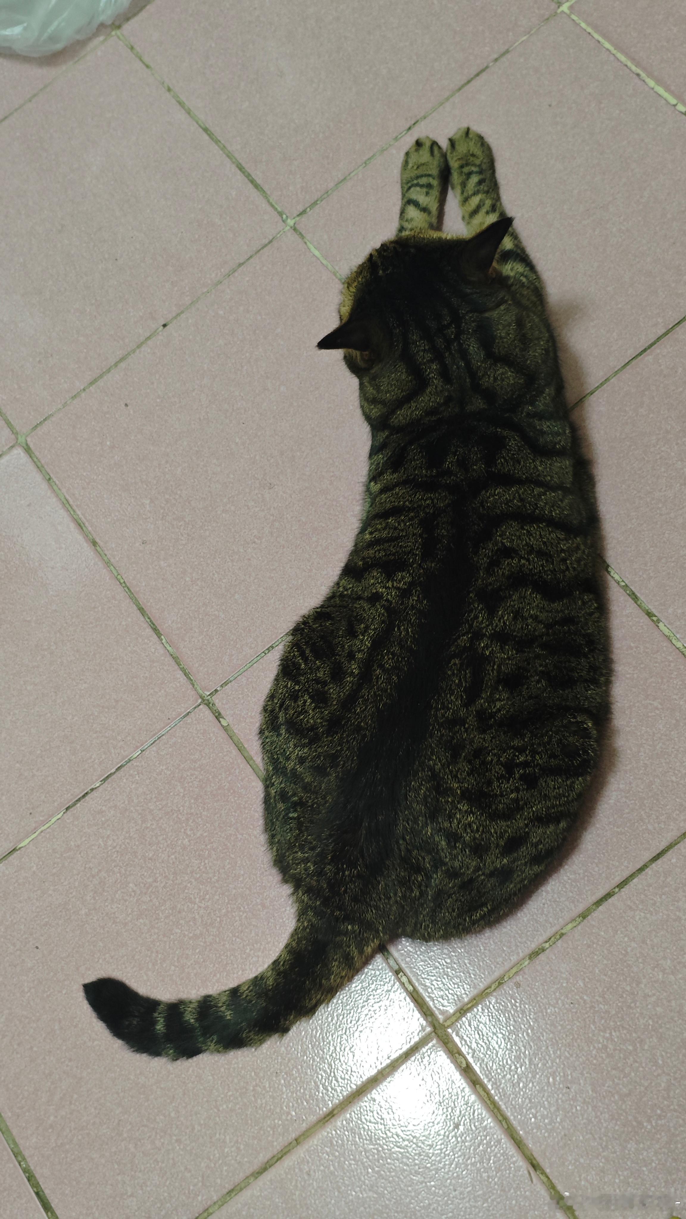 是海参，是茄子 