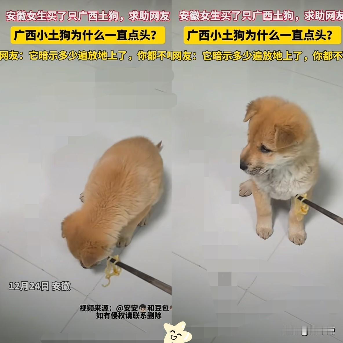 “太有灵性了！”安徽一女生买了一只广西土狗。她喂小狗吃的，没想到，小狗不吃，一直