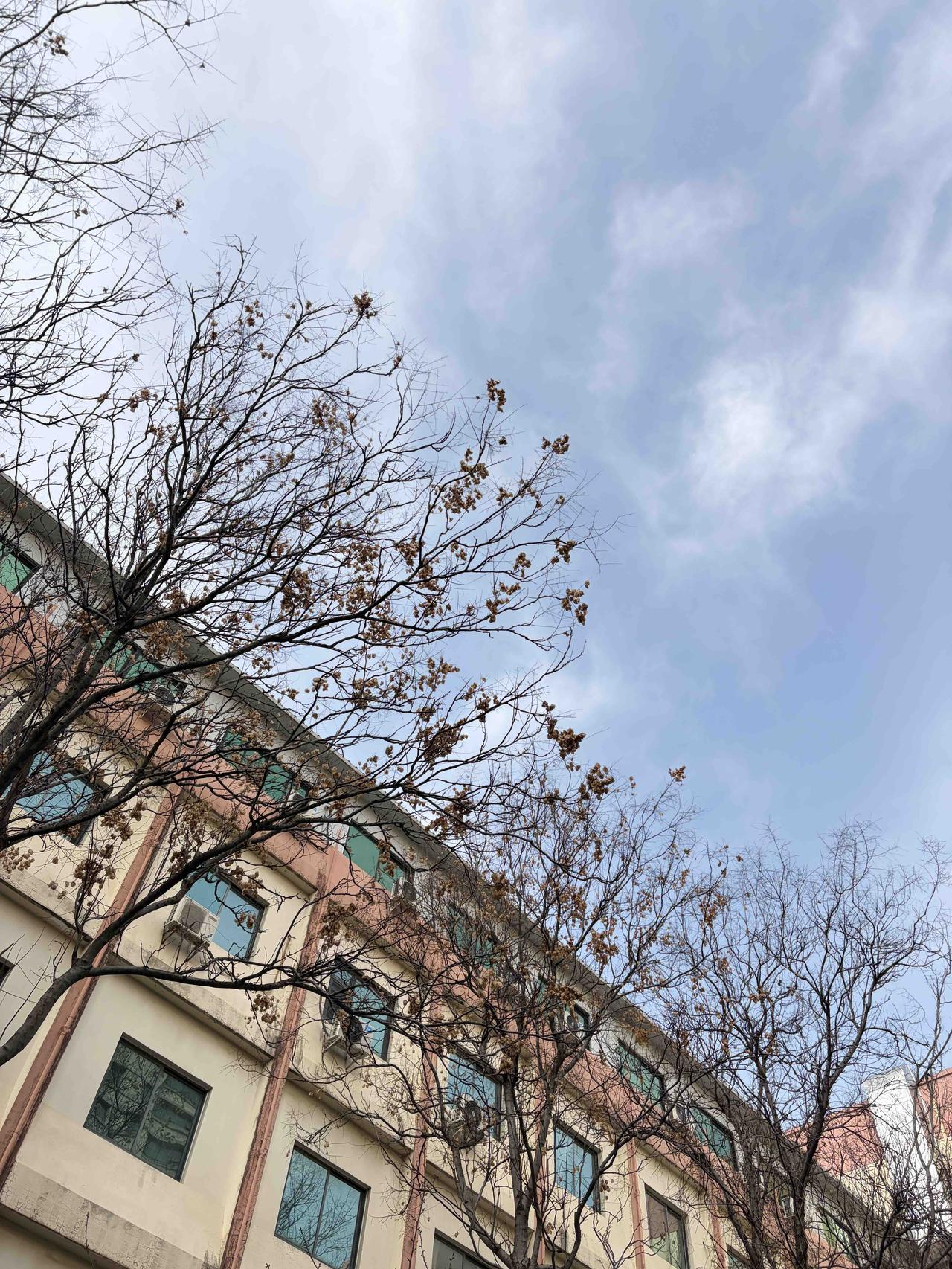 这大概就是城市里最踏实的模样
老楼、枯树、蓝天
没有繁华喧嚣，只有岁月沉淀的安稳