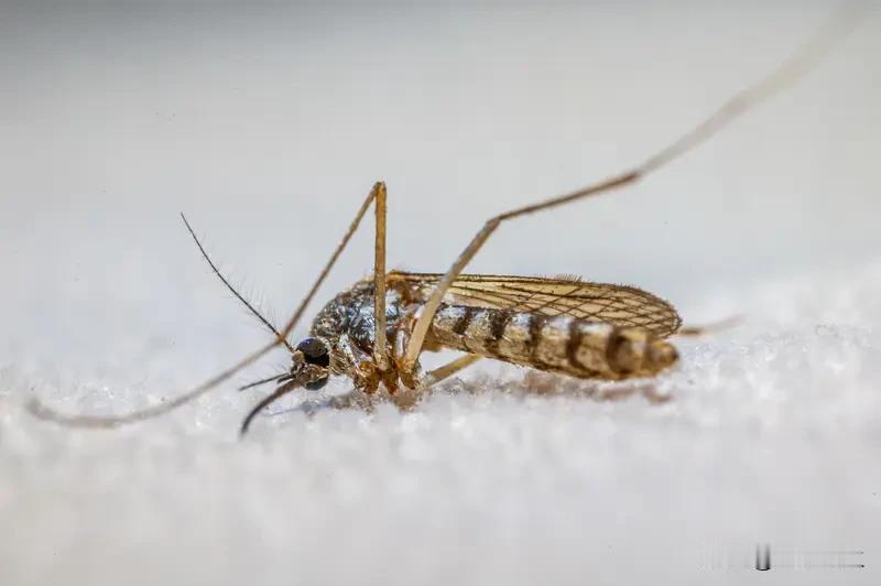 冰岛首次发现蚊子 全球唯一无蚊国神话破灭，科学家在冰岛首次发现蚊子活体，彻底颠覆