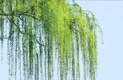 #春日生活打卡季#

拥抱春天（现代诗一首）

春天似圣女下凡
悄无声息地降落人